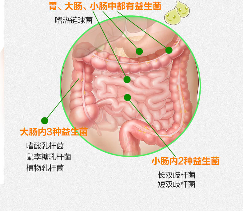 海健堂 复合益生菌粉成人肠胃调理含胶原蛋白2g*20条