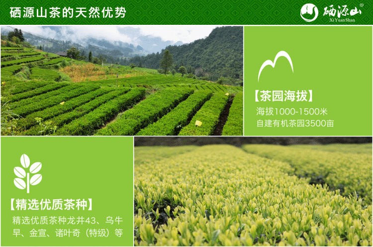 硒源山罗氏毛尖新茶绿茶明前茶高山有机茶恩施富硒茶