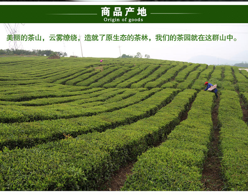 2016年五峰绿茶新茶 茶叶明前春茶日照高山云雾袋装原产地250g