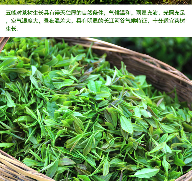 2016年五峰绿茶新茶 茶叶明前春茶日照高山云雾袋装原产地250g