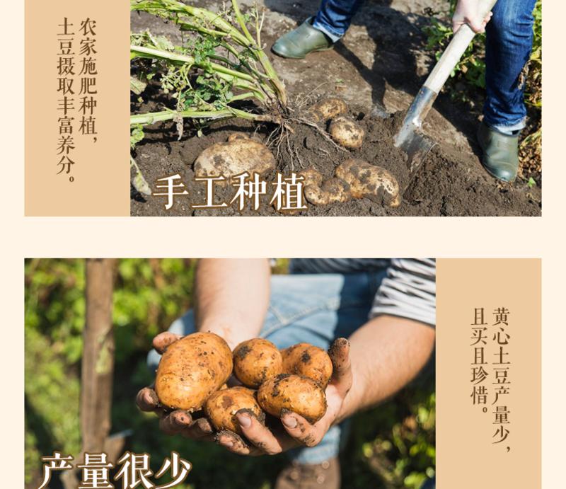 农夫乡情湖北五峰高山小黄心土豆 农家自产新鲜蔬菜马铃薯农家洋芋9斤