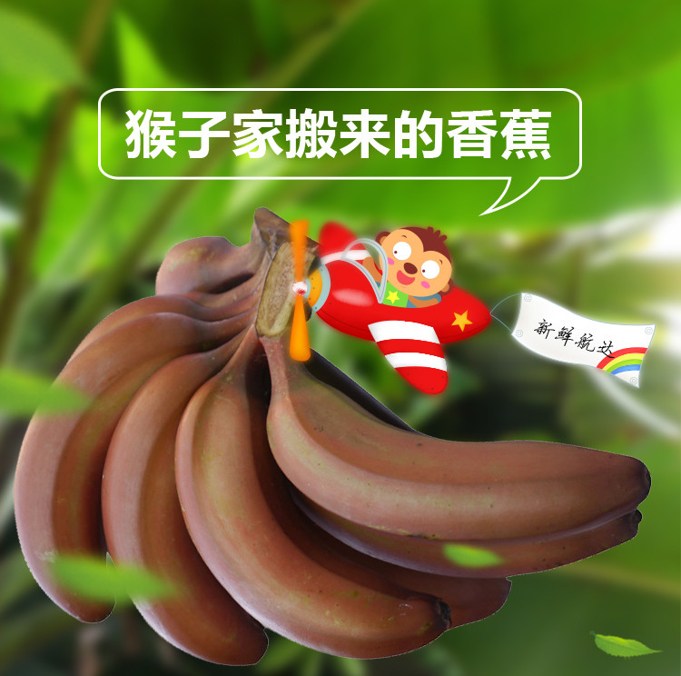 红皮香蕉 新鲜现割美人红香蕉当季水果5斤装