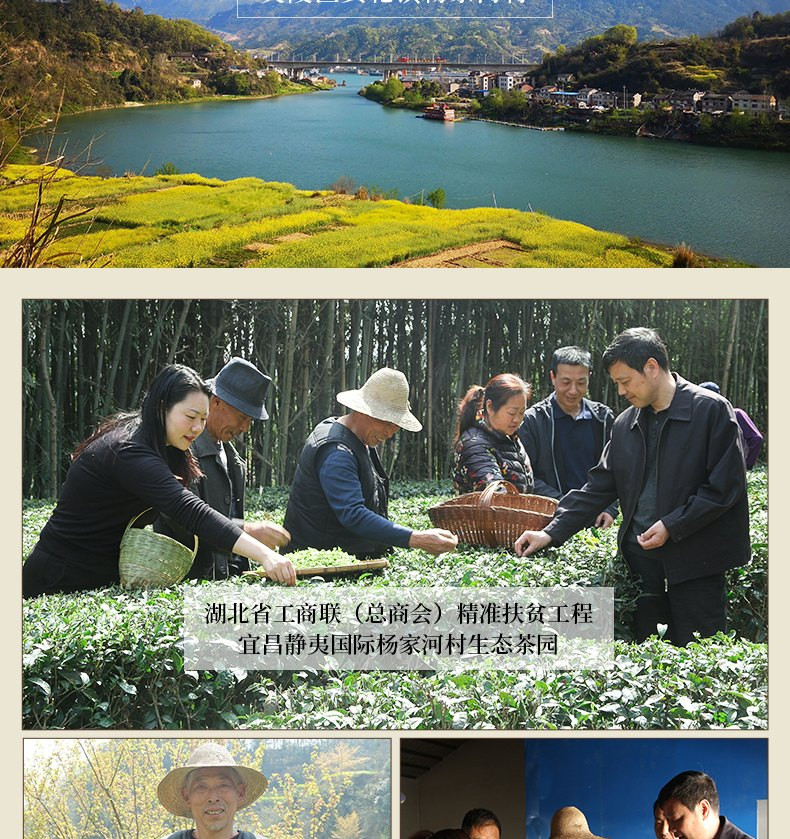 【2023春茶节】农夫乡情 宜昌特产杨家河高山毛尖茶叶250g*2