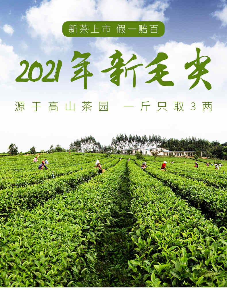 农夫乡情 湖北特产2021新茶明前春茶毛尖茶叶50g