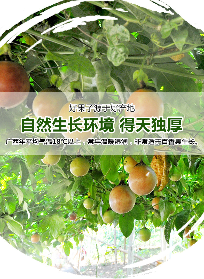 【贵港馆】5斤广西百香果斤送开果器热带西番莲鸡蛋果孕妇果现摘