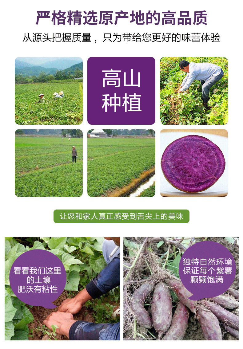 【贵港馆】香糯甜越南中紫薯非迷你珍珠番薯5斤装