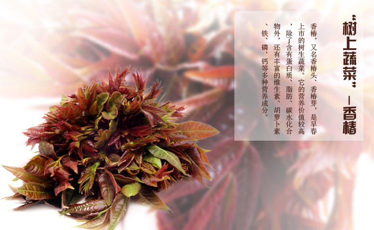 【水镜】新鲜香椿湖北正品土特产保鲜香椿芽纯天然野生山野菜225g/袋*2袋包邮