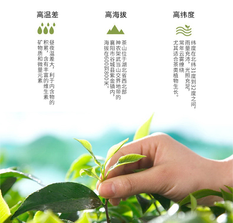 2020新茶 绿茶茶叶 汉家刘氏 春茶 精选雨前毛尖 襄谷贡茶 礼盒装包邮