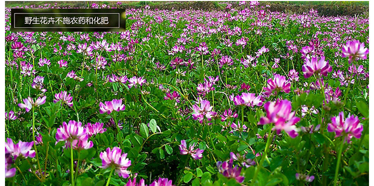 王巢 野生紫云英蜂蜜 百花蜜 土蜂蜜 原生态 包邮 950g