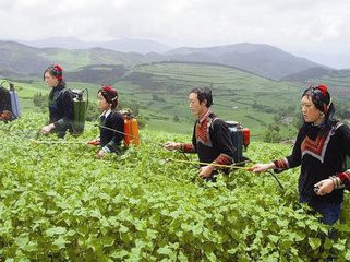 零无染 大凉山特色农产品苦荞米