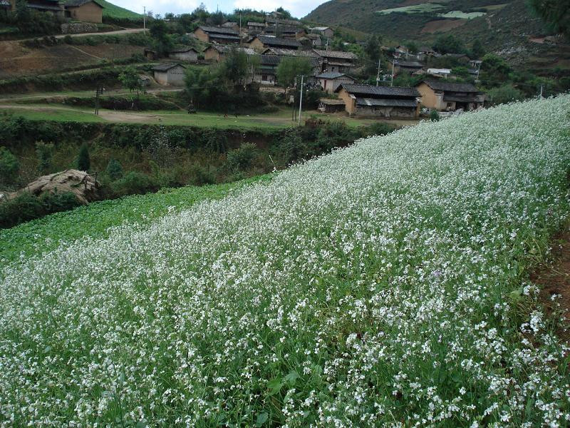 零无染 大凉山特色农产品苦荞面500g。