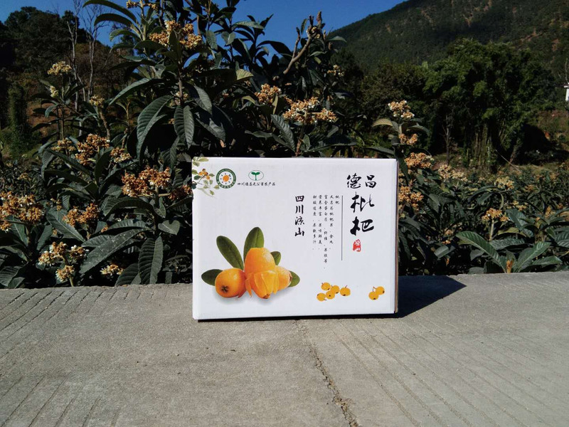 零无染 现摘攀枝花米易德阳枇杷当季新鲜水果非蒙自枇杷儿童水果3斤包邮新疆内蒙青海不发货