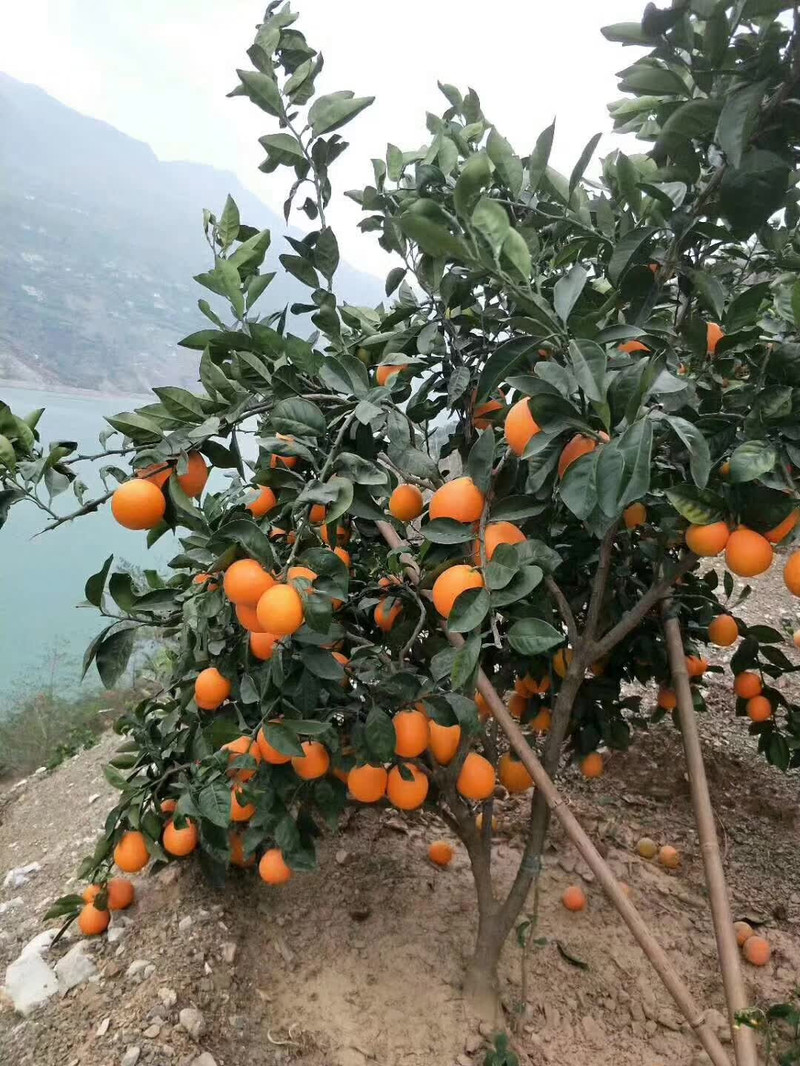 零无染 正宗大凉山雷波脐橙大果新鲜水果果园直供甜橙子10斤包邮新疆西藏青海不发货