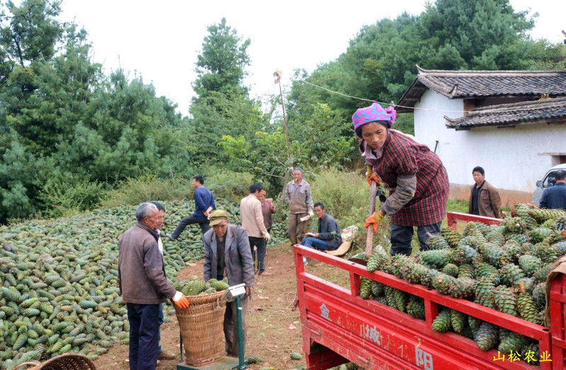 蕾切尔 新货四川凉山开口松子华山松有机松子原味坚果干果休闲零食孕妇零食250g包邮