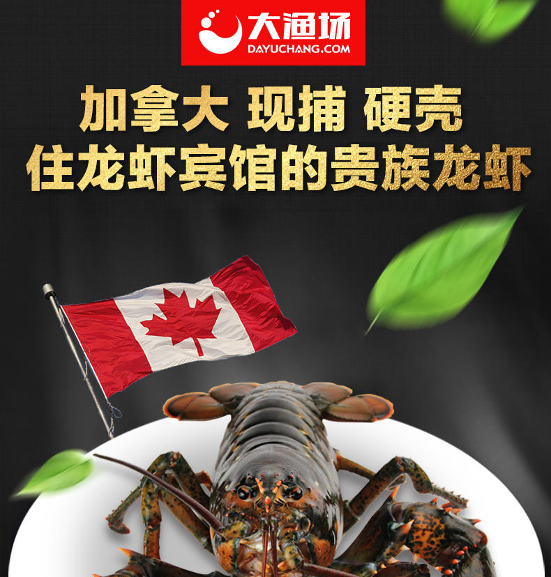 大渔场--加拿大进口鲜活波士顿龙虾 1只 海鲜水产 1.65kg/只