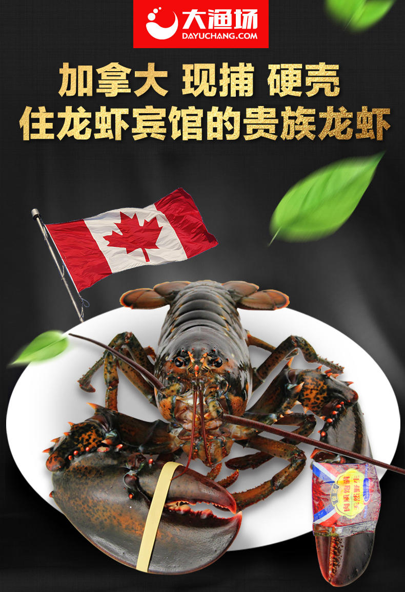 大渔场 加拿大进口波士顿鲜活大龙虾3斤/只海鲜 包邮