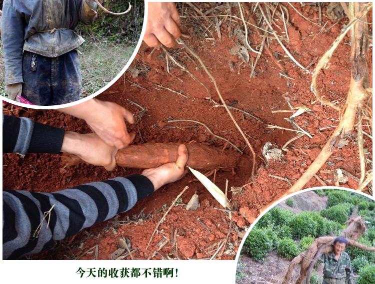   湖北荆门特产几多好纯天然野生葛粉 北大洪山野葛粉正品农家葛根粉柴葛粉