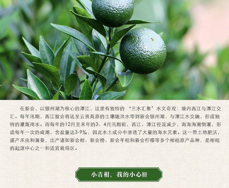 小青柑 新会柑普茶 陈皮普洱茶 云南普洱熟茶 桔普茶橘子茶500克