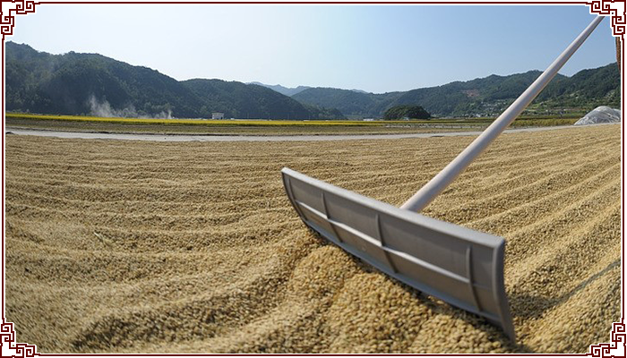 膏腴之地 东北黑龙江 江水粳米 发芽糙米 劲道稻香浓郁