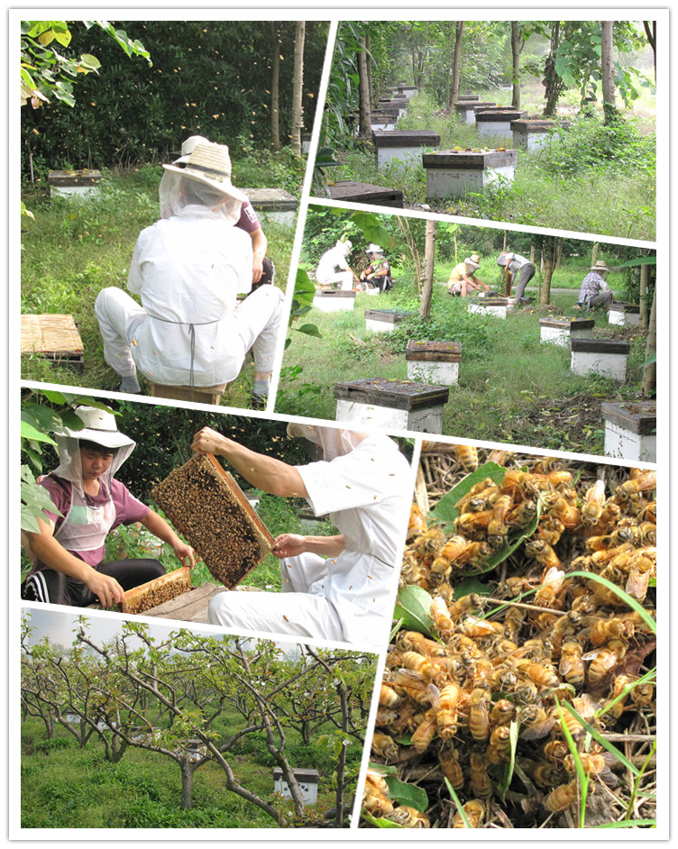 真爱之蜜新鲜正宗成熟枣花好蜂蜜农家自产天然土蜂蜜野500g
