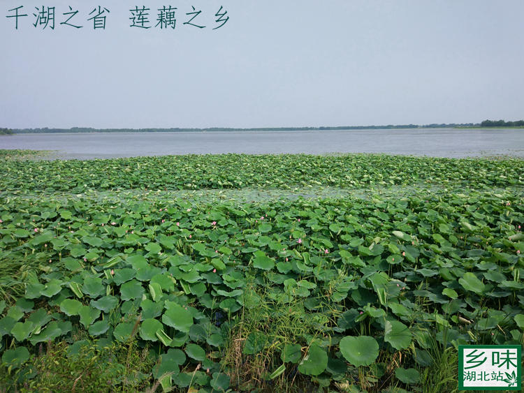 汈汊螺蛳湖莲藕新鲜野生现挖有机鲜嫩生吃脆甜原生态湖北特产5斤装全国顺丰包邮