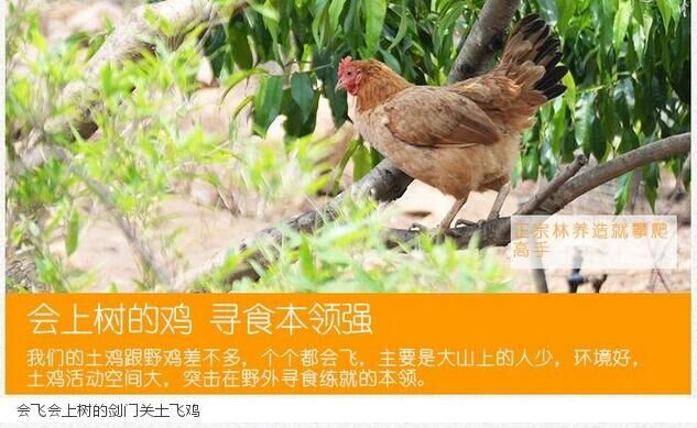 剑门关土鸡农村散养土鸡新鲜鸡肉1.5kg~2kg