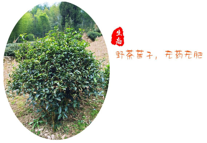 湛江 茗品宜红 硒都恩施特产 赢稷 红茶