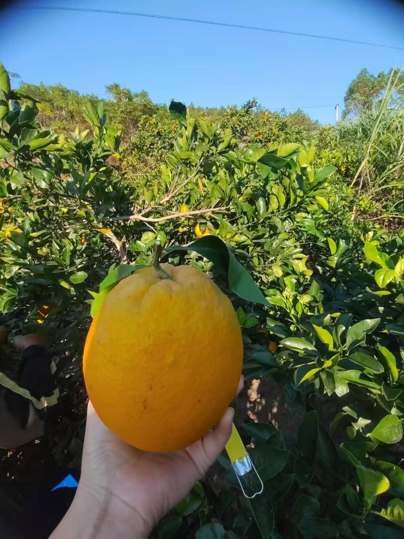 邮鲜生 【金秀邮政】大瑶山高山脐橙，散户果农种植优质水果