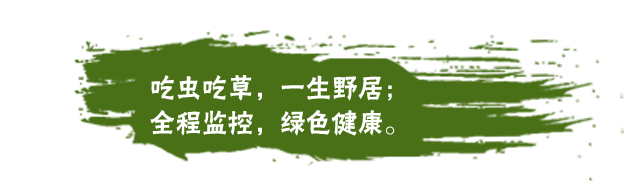 台沃 稻田“虫草鸭” 稻鸭共育 生态种养