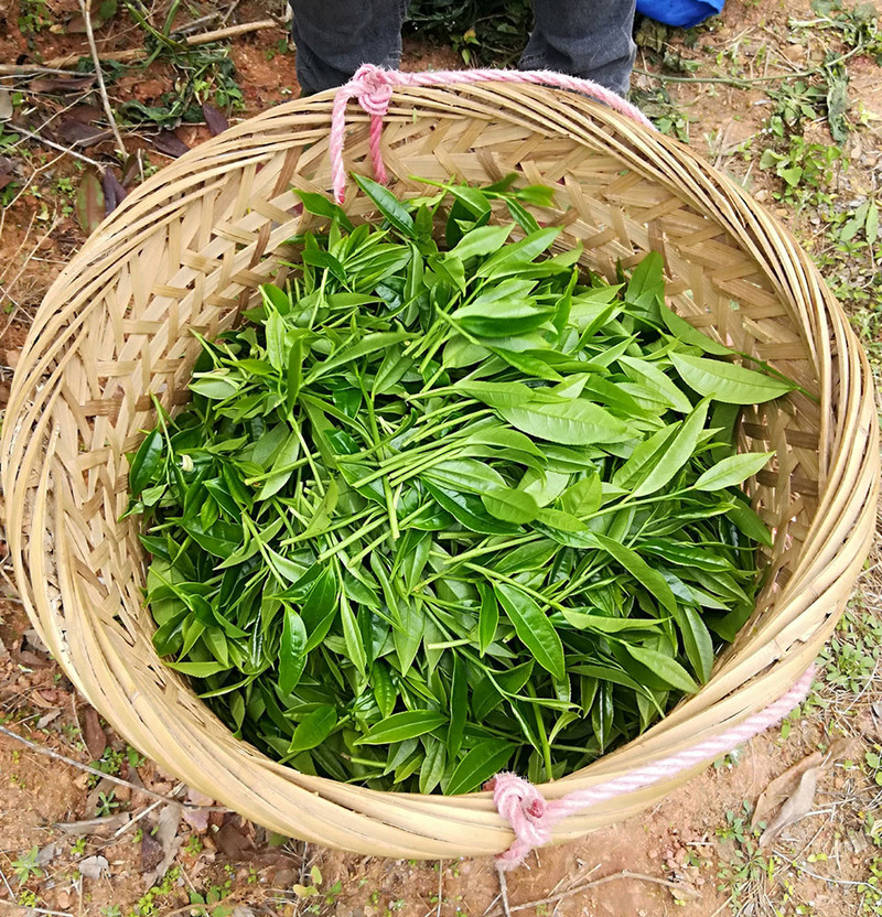 【梅州馆】客家乌龙茶 梅州客家茶叶之乡兴宁径南自有基地晨露茶庄园玉兔乌龙茶150g