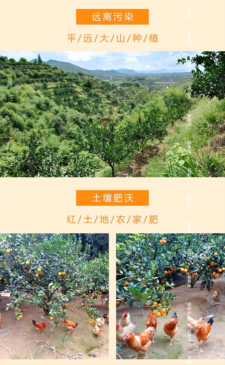 可其山 【梅州邮政】平远脐橙3斤装迷你果