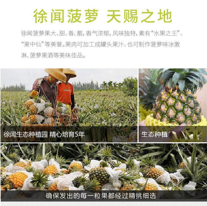 湛江徐闻新鲜水果大菠萝广东特产2个装 邮政农品精美礼盒装