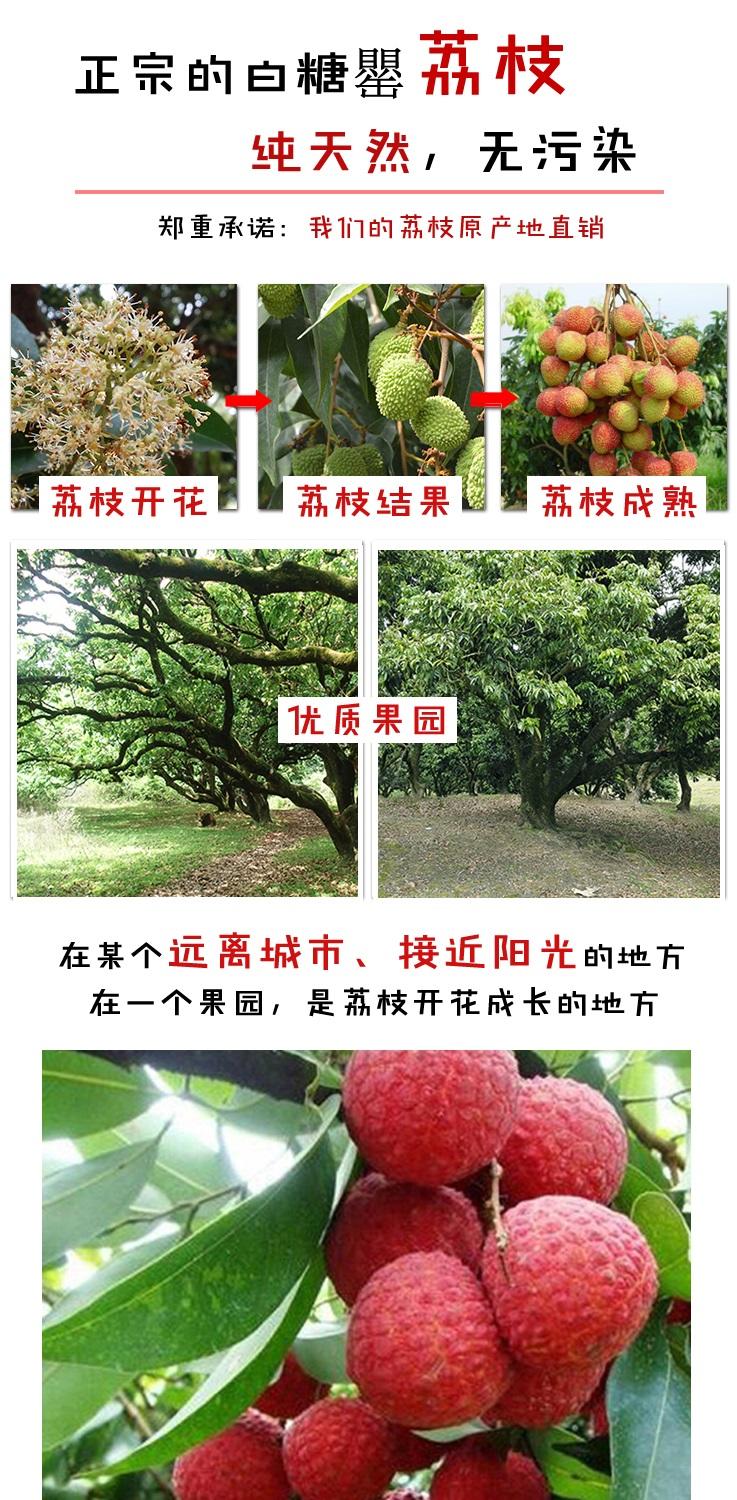 【预售】【广东荔枝节】新鲜荔枝农家自产新鲜水果荔枝新鲜白糖罂荔枝8斤（限广东省内购买）