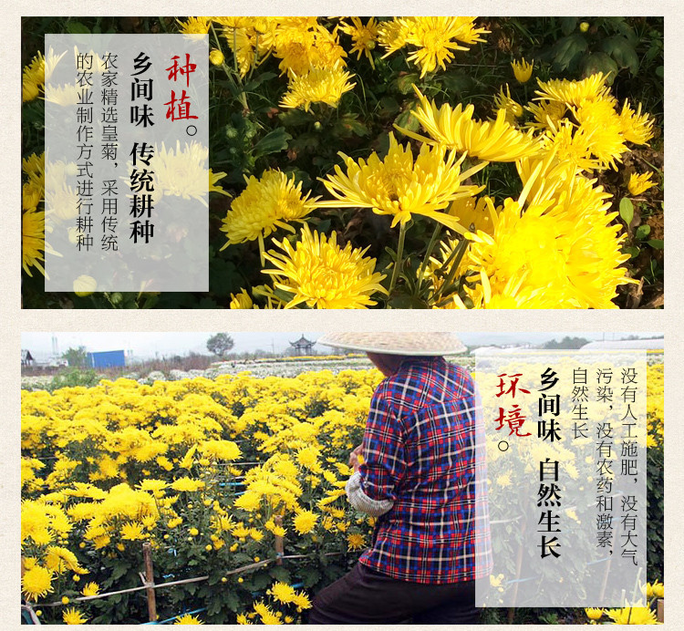 金丝皇菊64朵 大黄菊16朵/罐【买3送1共64朵】 菊花 大朵菊花一朵一杯 全国包邮 菊花茶泡茶