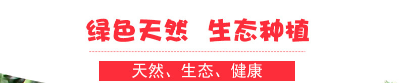 【预售】阳西上洋荔枝5斤 现摘玉荷包荔枝 新鲜水果 广东省内包邮【阳江馆】