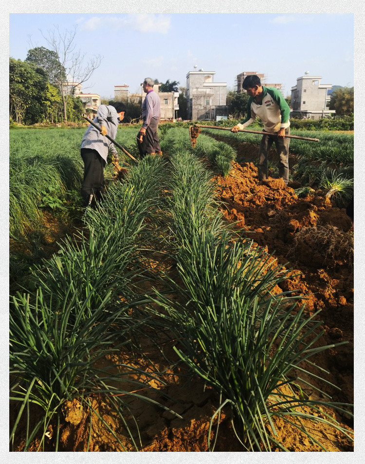 阳春石上村新鲜荞头 十斤装 包邮石上村助农扶贫现挖现发藠头农家自种茭头叫头荞头新鲜带箱【阳江馆】