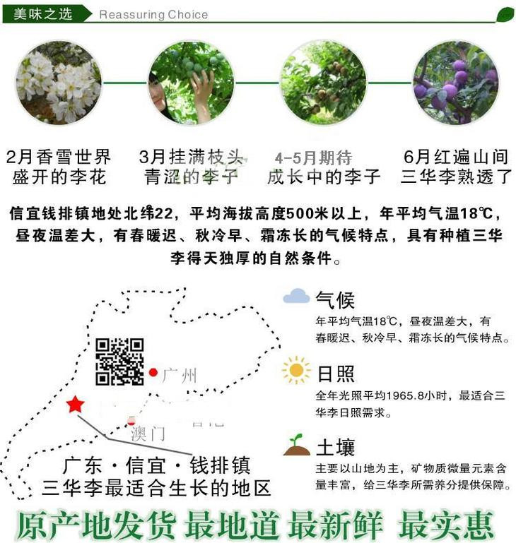 【广东荔枝节】茂名馆农家自产 8斤装大果/果王钱排三华李（直供27个城市）