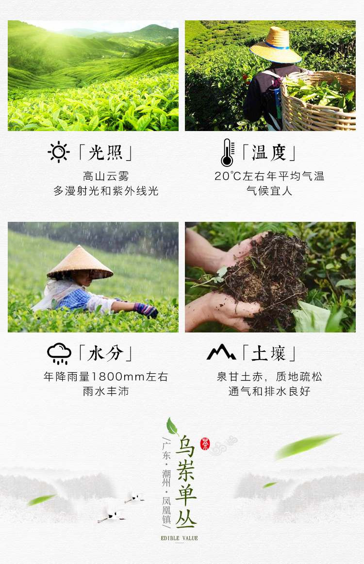 【乡村振兴 潮州馆】消费帮扶 顶厝茶叶 凤凰单丛茶 工夫茶 鸭屎香 250克/罐 (包装随机发货）