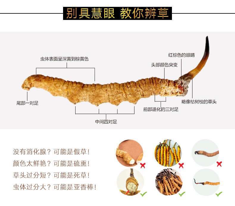 【佛山馆】冯了性国医馆 冬虫 夏草 购买4条及以上包邮并赠送养生礼品一罐(玫瑰、菊花、枣片随机)