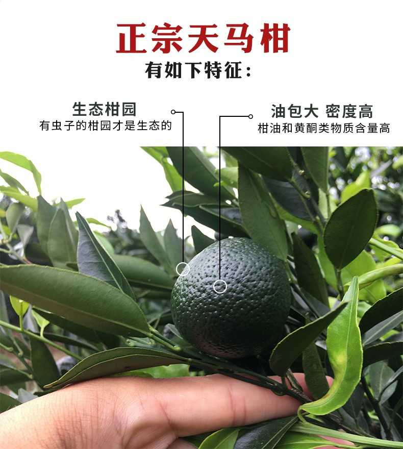 【佛山馆】翠源康品 天马柑普茶陈皮普洱熟茶250克/罐 礼盒茶 赠土豪金罐装、限量复古杯礼盒