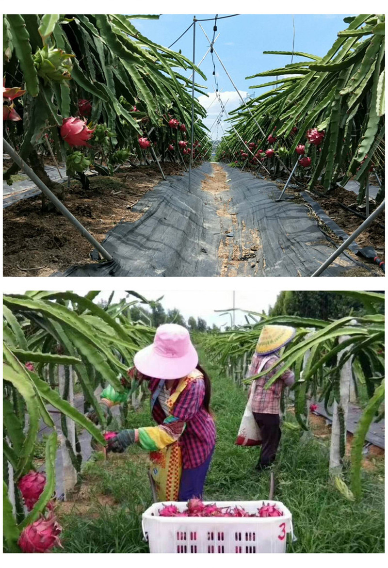 【佛山馆】农家自产 南山玫瑰香红心火龙果新鲜水果带箱5斤整箱