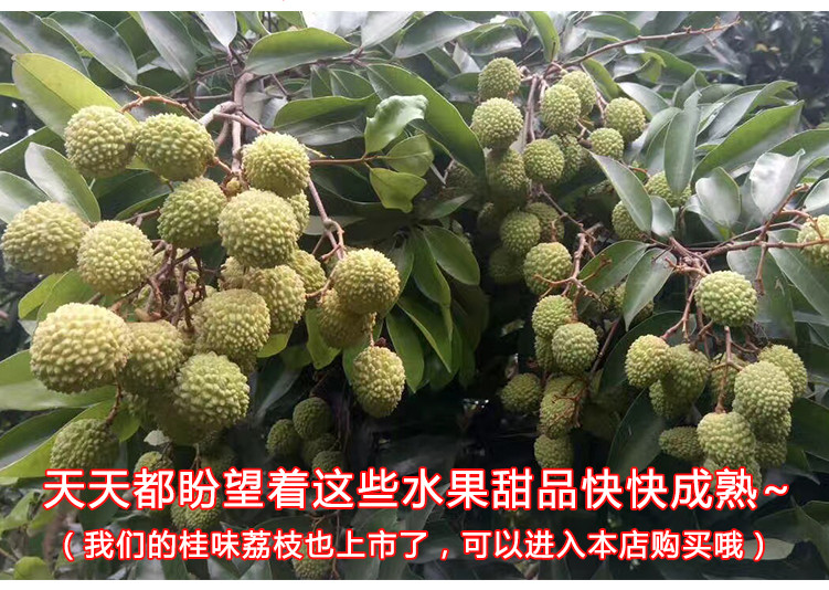 【东莞馆】东莞大迳 新鲜时令水果荔枝 桂味/糯米糍 5斤装 可寄递网页