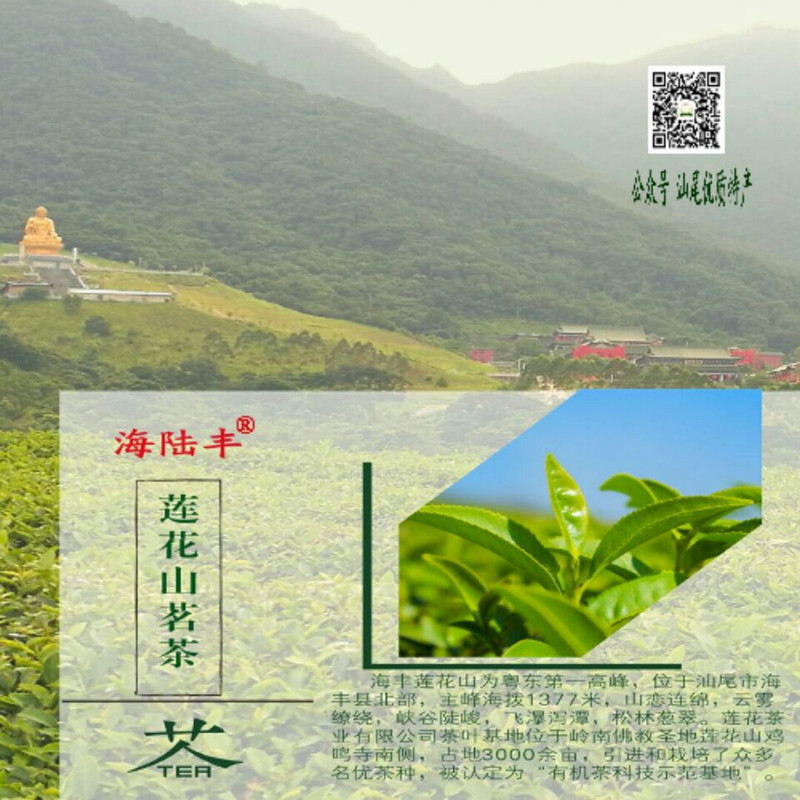 广东汕尾潮汕海陆丰高山绿茶