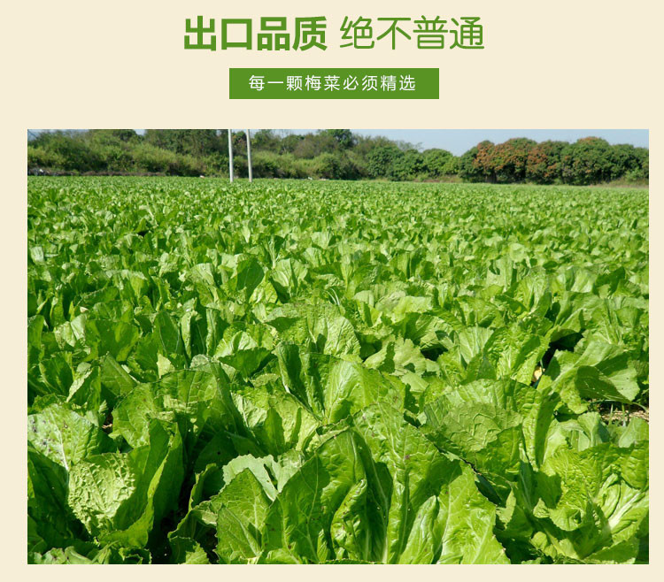 【惠州馆】梁信牌梅菜 梅菜惠州特产咸梅菜梅菜扣肉1.5kg