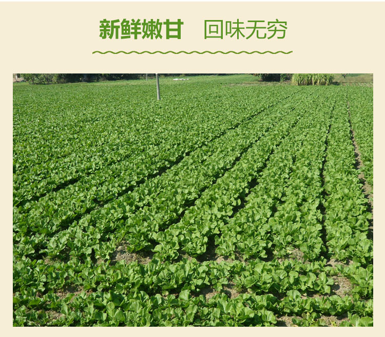 【惠州馆】梁信牌梅菜 梅菜惠州特产咸梅菜梅菜扣肉1.5kg