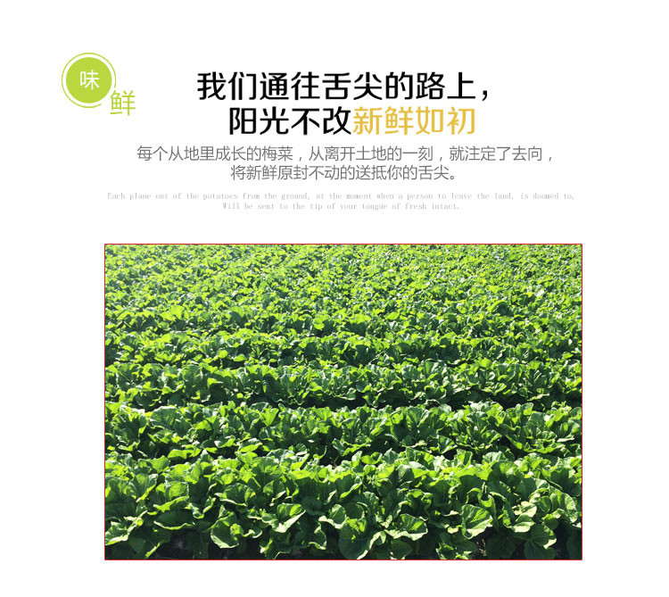 【惠州馆】梁信牌梅菜 梅菜惠州特产咸梅菜梅菜扣肉1.5kg