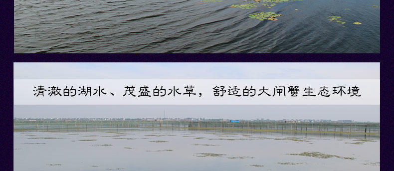 【螯菊】阳澄湖大闸蟹1388型6只装鲜活螃蟹礼盒（公3.8-4.2两、母2.8-3.0两）