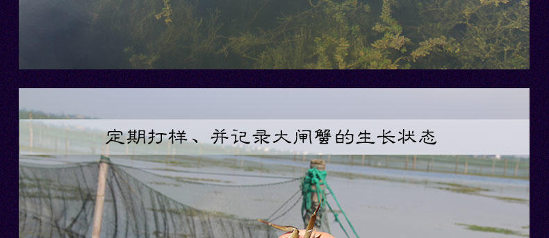 【螯菊】阳澄湖大闸蟹1388型6只装鲜活螃蟹礼盒（公3.8-4.2两、母2.8-3.0两）