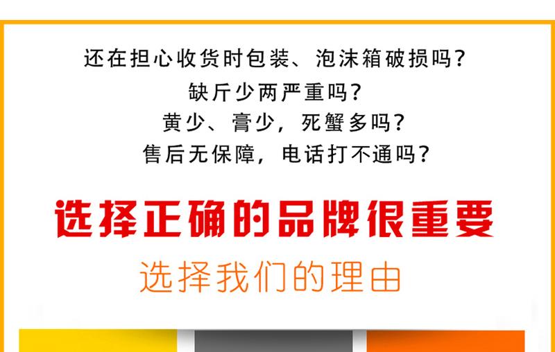 【现货】螯菊阳澄湖六月黄大闸蟹鲜活公母螃蟹2.0-2.4两8只装