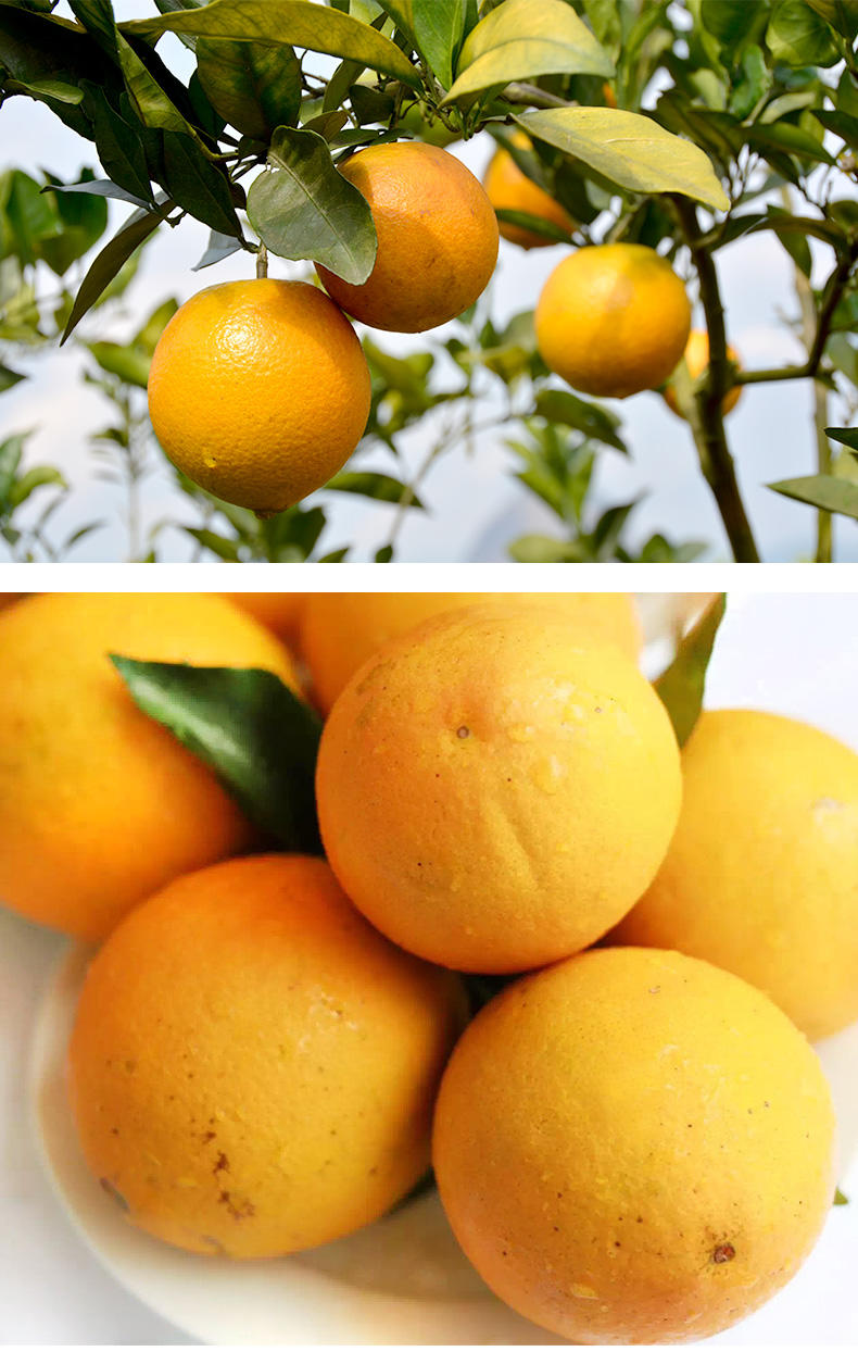 中柚平远慈橙节脐橙 新鲜水果橙子甜橙非赣南脐橙5斤 58元